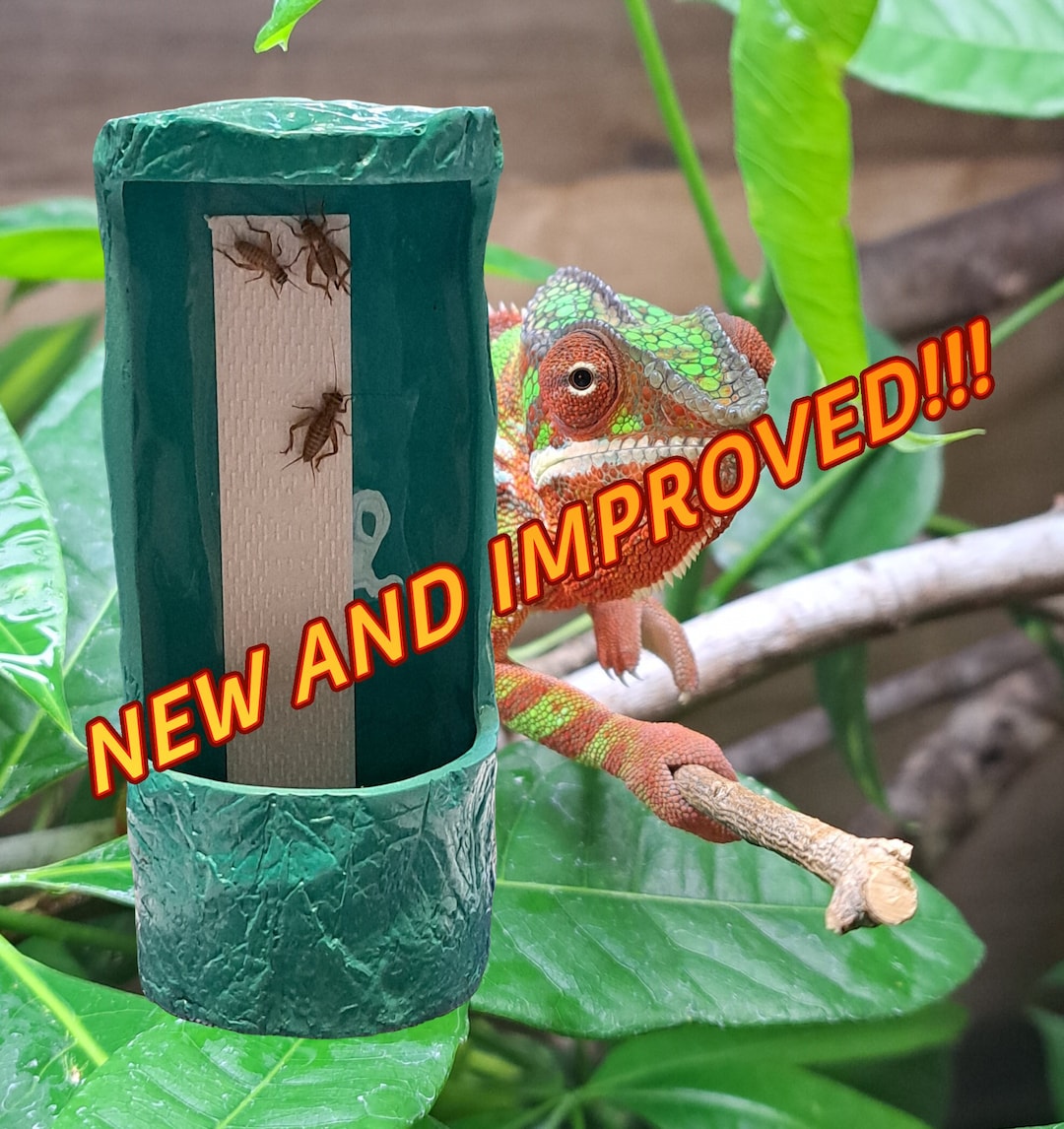 Image showcasing How to Breed Crickets | PetMD
