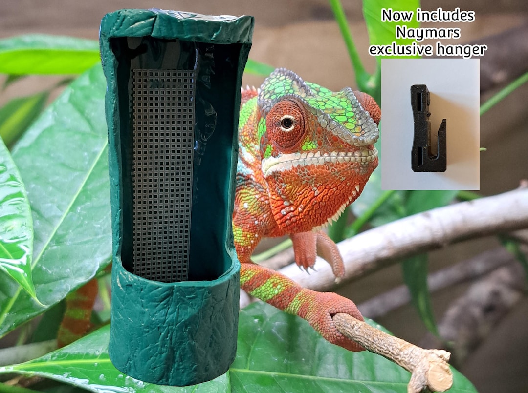 Low Maintenance First Reptile Pet Bearded Dragons For Sale Petco