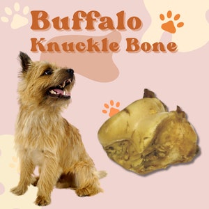May include: A small brown dog looks up at a large, light brown buffalo knuckle bone. The text "Buffalo Knuckle Bone" is written in orange letters on a pink background.