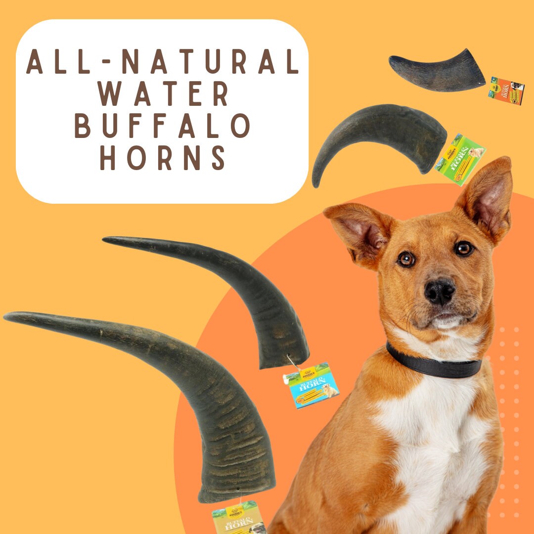 Water Buffalo Horns Great for Aggressive Chewers Longlasting and Does