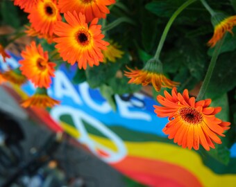 Wydruk flagi Capri PACE, sztuka ścienna Capri, sztuka ścienna Amalfi, wydruki z Włoch, cyfrowa sztuka ścienna, do druku