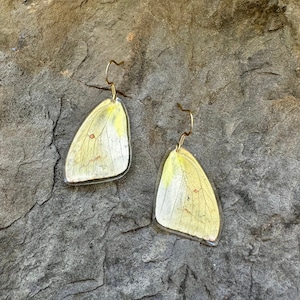 lightweight yellow butterfly wing earring genuine stainless steel gold