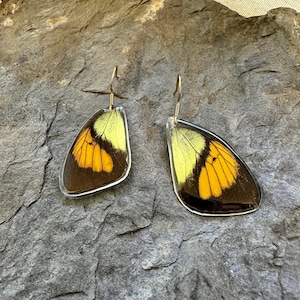 lightweight orange yellow butterfly wing earring genuine stainless steel gold