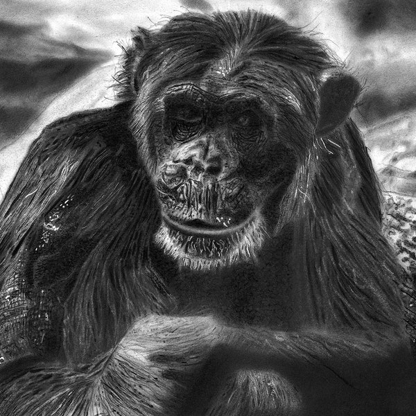 Digital Download, Chimpanzee, Wildlife art print, Graphite drawing, photorealism, Home Decor Gift, Nature Wall Art, Bedroom Wall Decor