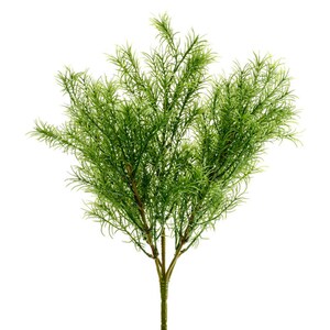 Springeri Asparagus Fern Bush 35cm/13.5 Inches