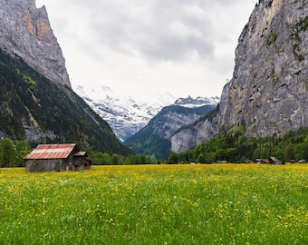 Yellow flower fields with mountain in Lauterbrunnen |Travel Photography |Valley Art |Swiss Landscapes Photography |Prints, Canvas Art,Framed