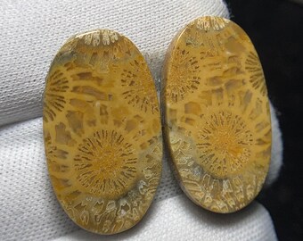 Superb Quality Natural Fossil Coral Pair Cabochon, Beautiful Matching Pairs Loose Gemstone for Making Earring. 25 x 15 x 5MM, 32.1 Carat