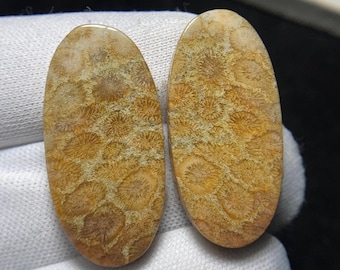 Superb Quality Natural Fossil Coral Pair Cabochon, Beautiful Matching Pairs Loose Gemstone for Making Earring. 31 x 15 x 5MM, 43.7 Carat
