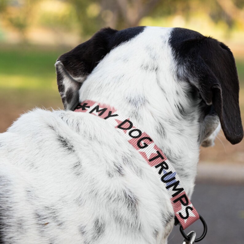 Pu&ograve; includere: Un collare per cani con la scritta "MY DOG TRUMPS" in lettere nere e blu su sfondo a righe rosa e bianche. Il cane ha il pelo bianco e nero.