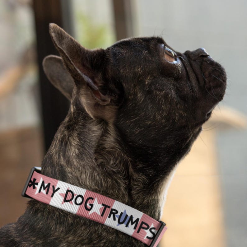 Funny USA-themed Dog Collar - Patriotic Red White Stars - Adjustable Pet Accessory - My Dog Trumps Your Dog - Unique Gift for Dog Lovers immagine 1
