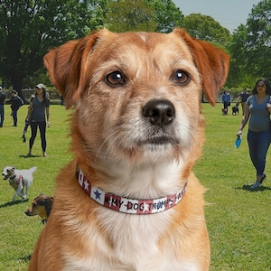 Funny USA-themed Dog Collar - Patriotic Red White Stars - Adjustable Pet Accessory - My Dog Trumps Your Dog - Unique Gift for Dog Lovers immagine 3
