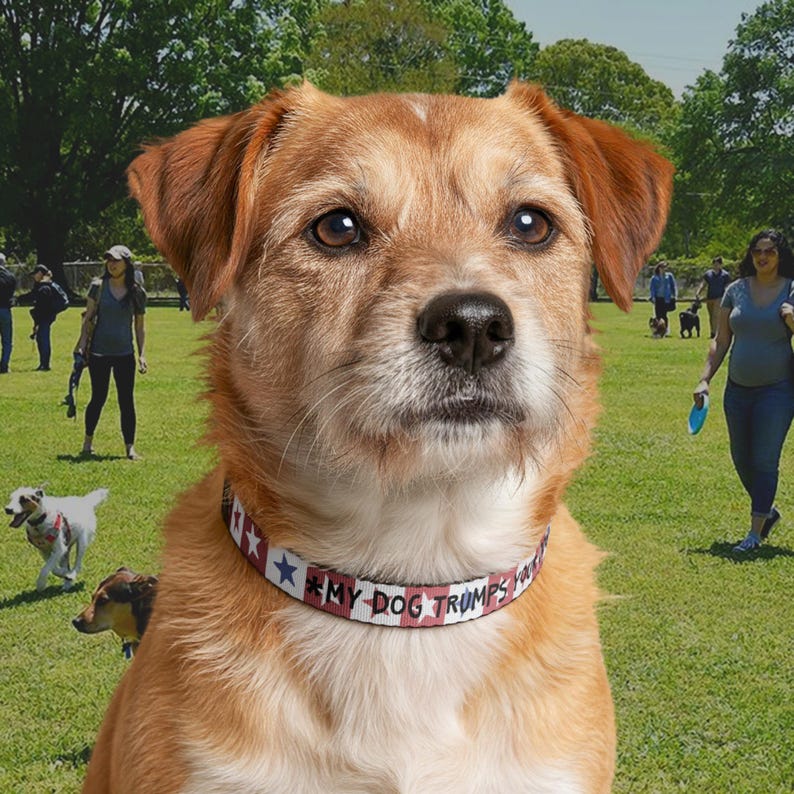 Funny USA-themed Dog Collar - Patriotic Red White Stars - Adjustable Pet Accessory - My Dog Trumps Your Dog - Unique Gift for Dog Lovers immagine 3