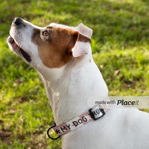 Pu&ograve; includere: Un cane bianco e marrone con un collare rosa e bianco con la scritta "MY DOG RUBY". Il cane guarda in alto con la bocca aperta, su uno sfondo di erba verde.