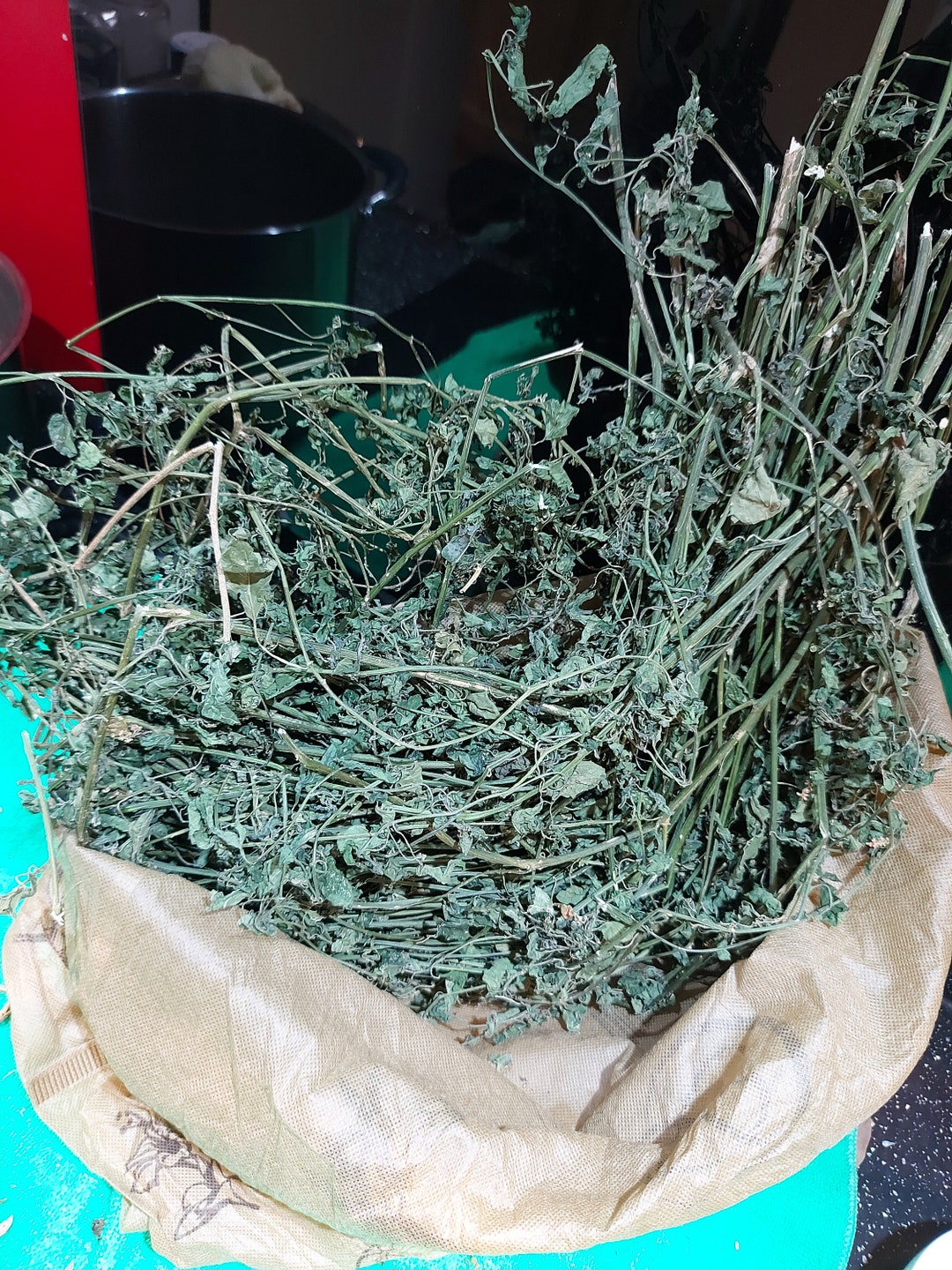 1 Oz Jamaican Dog Blood Herb , Bush Tea , Rivina Humilis Wildcrafted Etsy