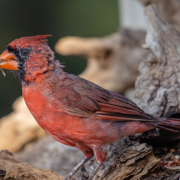 Male Cardinal Morrows Bird Sanctuary