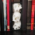 Skull Book Nook, Gothic Bookshelf Decor, Book End for Skull Lover, Spooky Shelf Decor, Birthday Gift for  Horror Book Lover