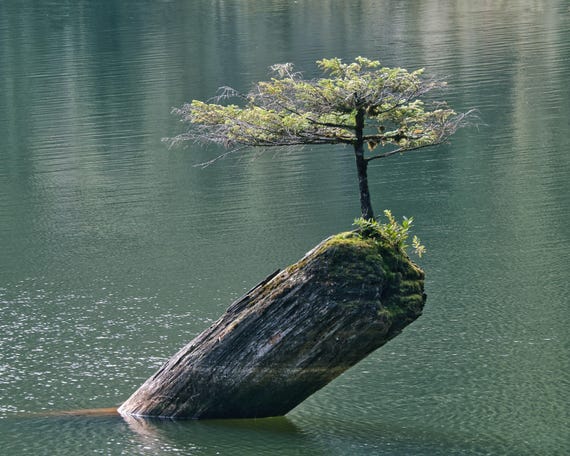 Fairy Lake Bonsai Tree