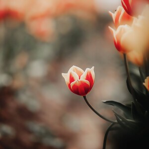 Spring Tulip