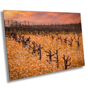Fotografia artistica di Vineyard / California Fall Golden Amador County Winery Poster / Arte murale su tela / Regione vinicola / Carta, acrilico, metallo