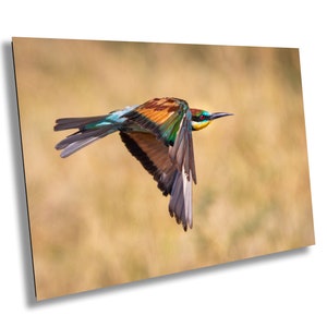 African Bird in Flight Photo | European Roller Fine Art Photography, Nature Canvas Wall Art, Wildlife Poster |  | Print home, office decor