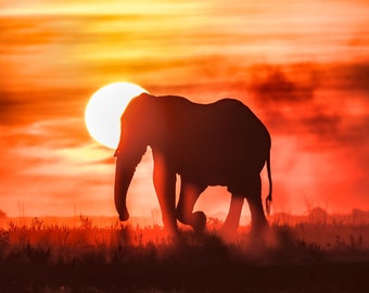 African Elephant at Sunset, Canvas Wall Art, home decor, wall decor, office decor, photography, print Wildlife Photography, Animal Photo