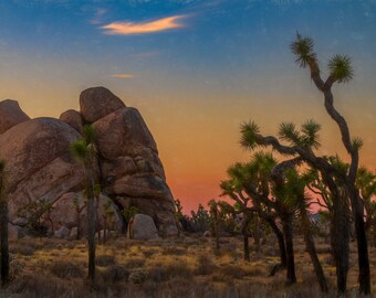 Joshua Tree Canvas Wall Art, Desert Sunset. Cactus Scenic Landscape | home art decor, wall decor, interior design paper, acrylic print