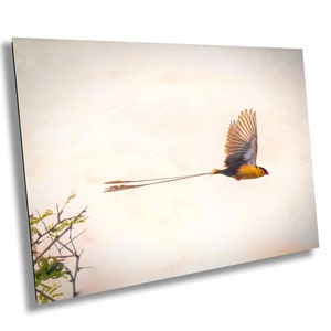 African Birds Fine Art photography |  Pin-Tailed Whyda Print, Canvas Wildlife Wall Art, South Africa Bird Poster, home, office picture