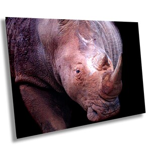 Rhino, Africa Wildlife Photography | Canvas Wall Art | Animal Poster, Nature Wall Art| Fine Art Photography | Canvas, Acrylic, Paper, Metal