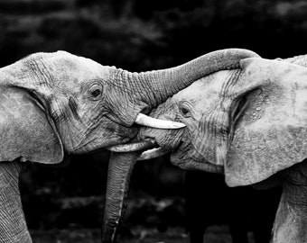 African Elephant Pair Greeting, Print/Canvas/Acrylic/Metal, home / office / kids room | Wildlife Photography, Animal, black & white