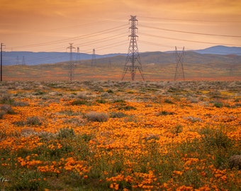 Poppy field | Antelope Valley California landscape Superbloom, Canvas Wall Art, home, wall, office decor, fine art photography, flowers