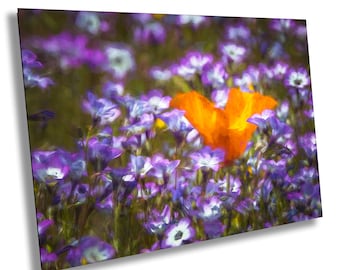 Può includere: Un singolo papavero arancione fiorisce in un campo di fiori selvatici viola. Il papavero è al centro dell'immagine ed è circondato da un mare di fiori viola.