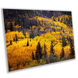 Aspen Gold River Photo: Rocky Mountain Fall Colors Canvas Art
