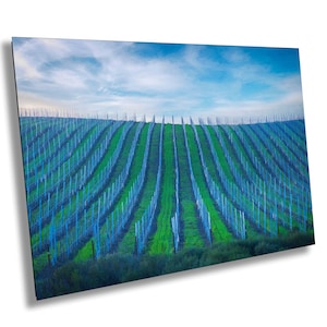 Vineyard Fine Art Photography, California Sonoma Wine Grapes Photo | Winery Canvas Wall Art, | Winery Poster, Acrylic, Metal, Paper