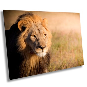 African Lion Photography Print: Okavango Delta Wildlife Wall Art