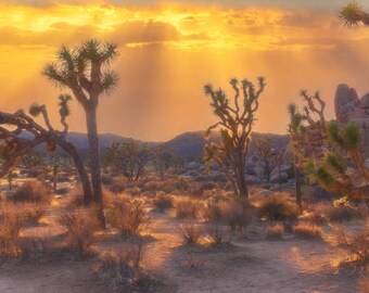 Joshua Tree Desert Sunset. Canvas Wall Art, Cactus Scenic Photography, home decor, wall decor, office decor, interior design, paper, acrylic