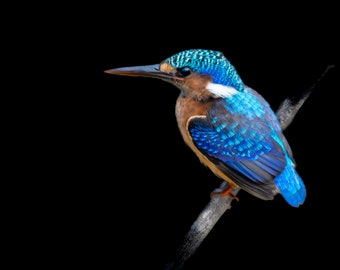 African Birds | Malagasy Kingfisher Nature Print, Serengeti Wall Art, Canvas Wildlife Photo | Fine Art photography | home, office decor