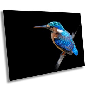 African Birds Poster | Malagasy Kingfisher Nature Print, Canvas Wildlife Wall Art | Fine Art Photography | home, office decor