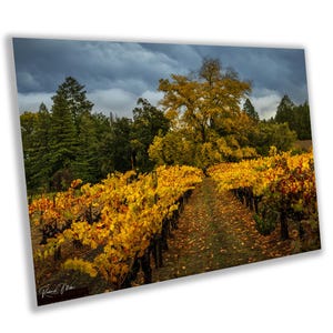Winery Print, California Napa Valley Vineyard Autumn Canvas Wall Art, Fine Art Photography | home office bar restaurant