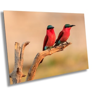 African Birds Fine Art Photography | Carmine Bee Eater Pair, Nature Print, Canvas Wildlife Wall Art, home, office decor
