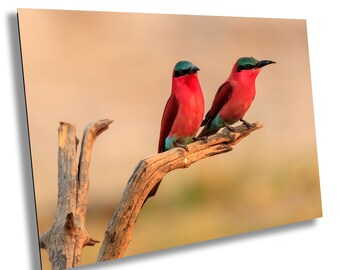 Carmine Bee Eater Pair Photography Print: African Wildlife Wall Art