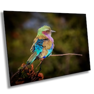 African Birds Poster |  Lilac Breasted Roller Nature Print, Canvas Wildlife Wall Art Photo | Fine Art Photography | home, office decor