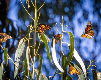 California's Iconic Monarch Butterly Grove #1 Central Coast Landscape Wall Art Print/Canvas/Acrylic/Metal  Home, Office, Children's Room