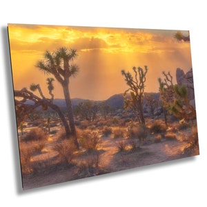 Joshua Baum Sonnenuntergang Fine Art Fotografie | Wüste Sonnenuntergang Landschaft Poster. Querformat Foto | National Park Natur Leinwand Wandkunst