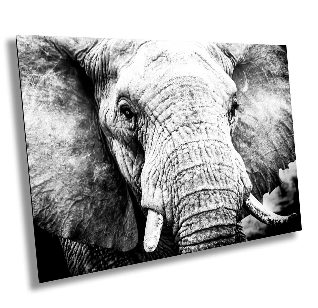 African Elephant Photography: Black and White Wildlife Canvas Art - Etsy