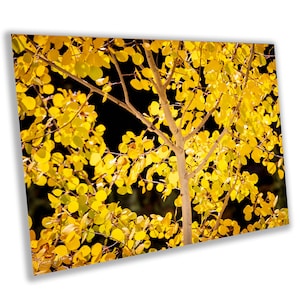 Colorado Aspen Trees Fine Art Print: Golden Fall Colors Canvas Wall Art