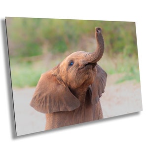 Baby African Elephant Wildlife Photograph, stunning color Animal Photo Print, Nature Wall Art, Canvas Wall Art, Fine Art Photography