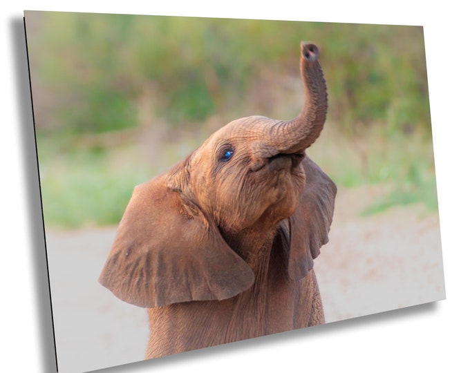 Baby African Elephant Wildlife Photograph, stunning color Animal Photo Print, Nature Wall Art, Canvas Wall Art, Fine Art Photography