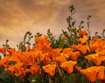 Poppies Antelope Valley California Superbloom, Canvas Wall Art, home, office, dining room decor, fine art photography, flowers