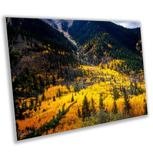 Aspen River of Gold Photo: Colorado Rocky Mountain Fall Colors