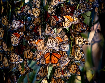 California's Iconic Monarch Butterly Grove #3 | Central Coast Landscape Wall Art Print/Canvas/Acrylic/Metal  Home, Office, Children's Room